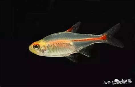 燈魚 混養|最流行的觀賞魚家族